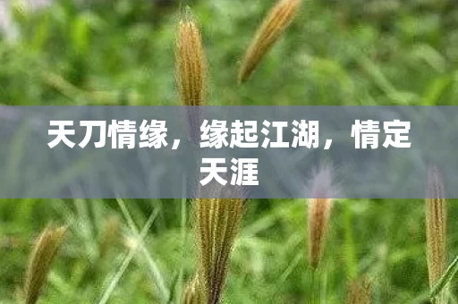 天刀情缘图片