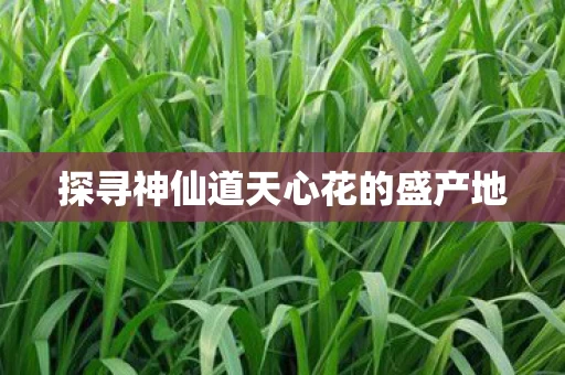 探寻神仙道天心花的盛产地图片