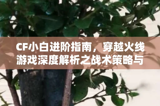 CF小白进阶指南，穿越火线游戏深度解析之战术策略与武器选择