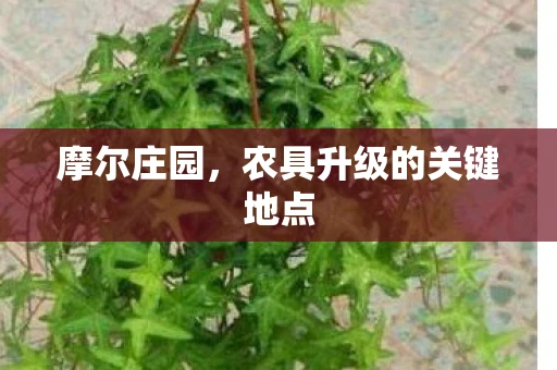 摩尔庄园，农具升级的关键地点