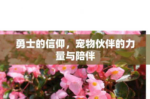 宠物伙伴的力量与陪伴图片