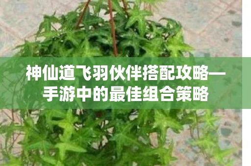 神仙道飞羽伙伴搭配攻略图片
