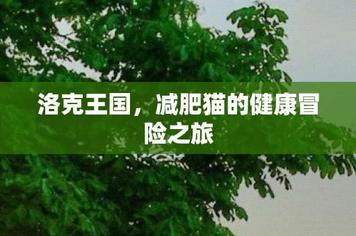 洛克王国，减肥猫的健康冒险之旅