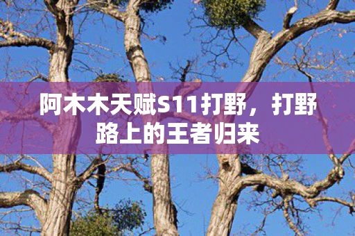 阿木木天赋S11打野，打野路上的王者归来