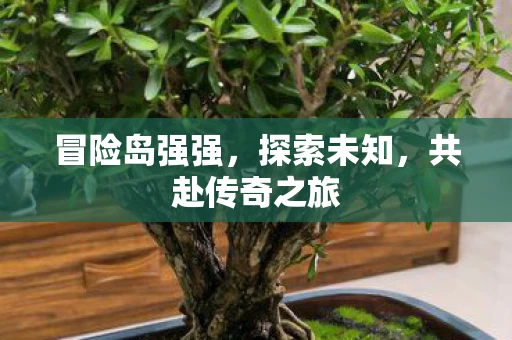 冒险岛强强，探索未知，共赴传奇之旅