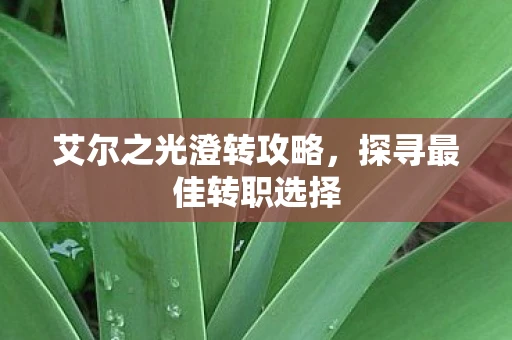 艾尔之光澄转攻略，探寻最佳转职选择