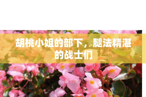 胡桃小姐的部下，腿法精湛的战士们