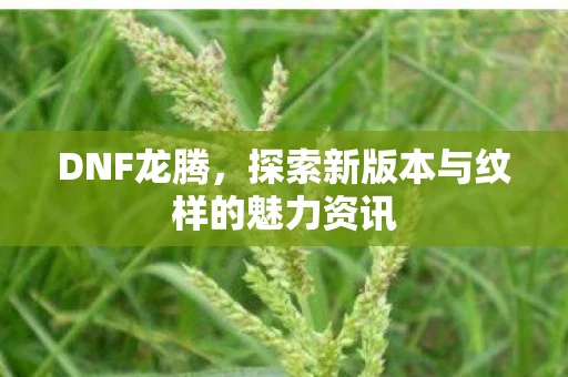 DNF龙腾，探索新版本与纹样的魅力资讯