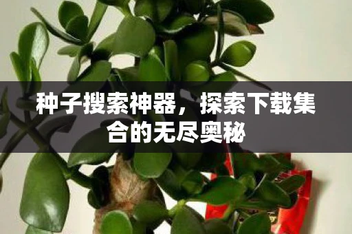 种子搜索神器，探索下载集合的无尽奥秘