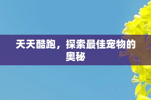天天酷跑，探索最佳宠物的奥秘