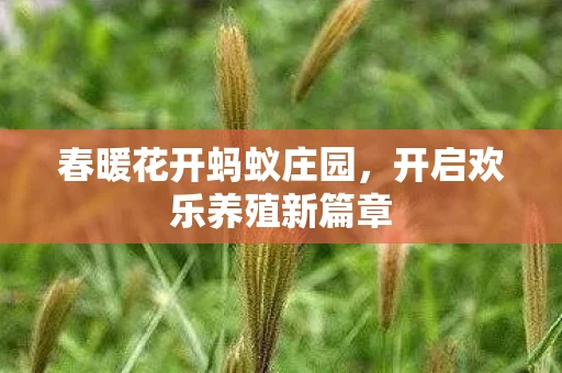 春暖花开蚂蚁庄园，开启欢乐养殖新篇章
