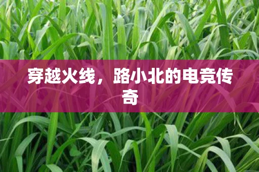 穿越火线，路小北的电竞传奇