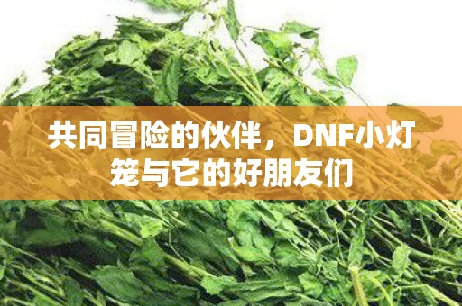 DNF小灯笼与它的好朋友们图片