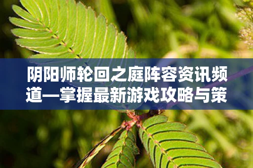 阴阳师轮回之庭阵容资讯频道—掌握最新游戏攻略与策略