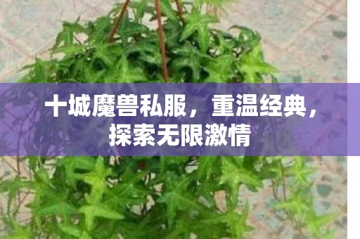 十城魔兽私服，重温经典，探索无限激情