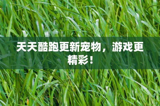 天天酷跑更新宠物，游戏更精彩！