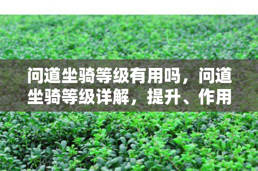 问道坐骑等级有用吗，问道坐骑等级详解，提升、作用与选择策略