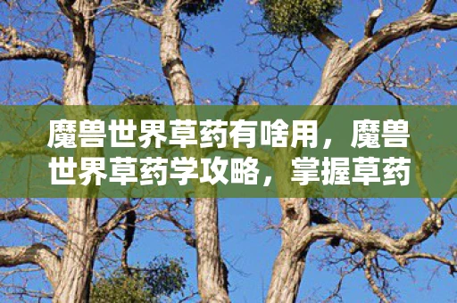 魔兽世界草药有啥用，魔兽世界草药学攻略，掌握草药技巧，轻松提升角色实力