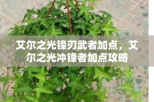 艾尔之光锋刃武者加点，艾尔之光冲锋者加点攻略