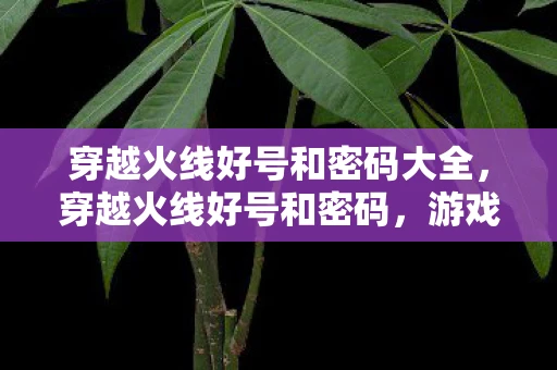 穿越火线好号和密码大全，穿越火线好号和密码，游戏玩家的追求与注意事项