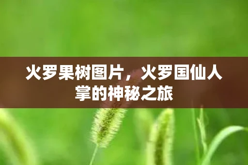 火罗果树图片，火罗国仙人掌的神秘之旅