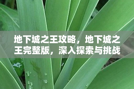 地下城之王攻略，地下城之王完整版，深入探索与挑战