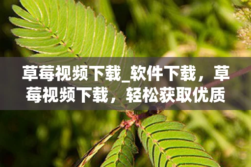 草莓视频下载_软件下载，草莓视频下载，轻松获取优质内容的免费应用体验