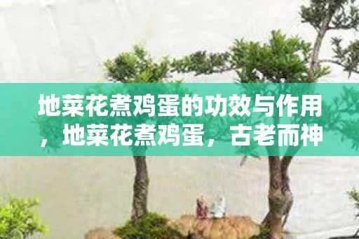 地菜花煮鸡蛋的功效与作用，地菜花煮鸡蛋，古老而神奇的食疗良方