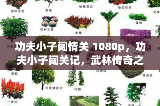 功夫小子闯情关 1080p,功夫小子闯关记,武林传奇之旅的热血挑战与成长故事 功夫小子闯情关 1080p,功夫小子闯关记,武林传奇之旅的热血挑战与成长故事