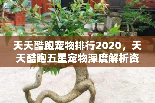 天天酷跑宠物排行2020，天天酷跑五星宠物深度解析资讯