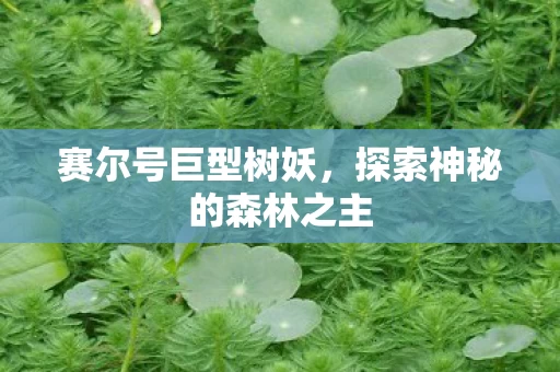 探索神秘的森林之主图片