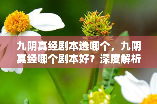 九阴真经剧本选哪个，九阴真经哪个剧本好？深度解析各剧本优劣，带你领略最佳体验！