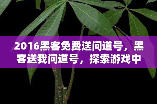 2016黑客免费送问道号，黑客送我问道号，探索游戏中的未知领域