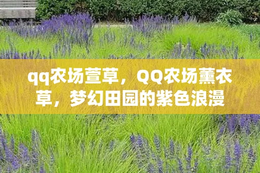 qq农场萱草，QQ农场薰衣草，梦幻田园的紫色浪漫