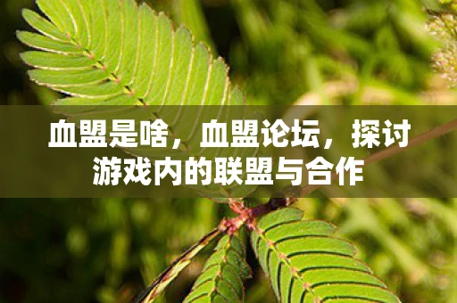 血盟是啥，血盟论坛，探讨游戏内的联盟与合作
