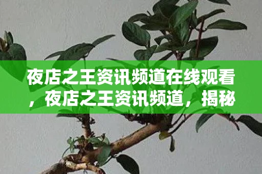 夜店之王资讯频道在线观看，夜店之王资讯频道，揭秘夜生活的魅力与内幕