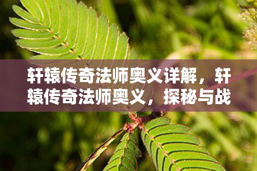轩辕传奇法师奥义详解,轩辕传奇法师奥义,探秘与战斗的终极武器! 轩辕传奇法师奥义详解,轩辕传奇法师奥义,探秘与战斗的终极武器!