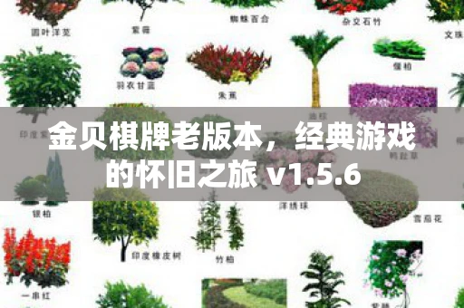 金贝棋牌老版本，经典游戏的怀旧之旅 v1.5.6