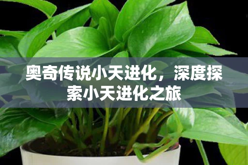 深度探索小天进化之旅图片