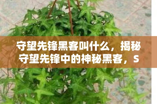 守望先锋黑客叫什么,揭秘守望先锋中的神秘黑客,Sombra 守望先锋黑客叫什么,揭秘守望先锋中的神秘黑客,Sombra