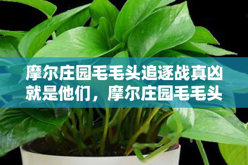 摩尔庄园毛毛头追逐战真凶就是他们，摩尔庄园毛毛头追逐战，一场欢乐与刺激的竞技游戏