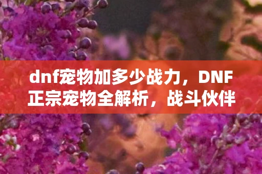 dnf宠物加多少战力,DNF正宗宠物全解析,战斗伙伴的力量与魅力 dnf宠物加多少战力,DNF正宗宠物全解析,战斗伙伴的力量与魅力