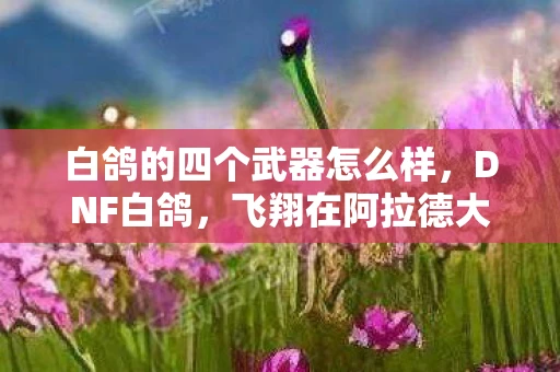 白鸽的四个武器怎么样，DNF白鸽，飞翔在阿拉德大陆的使者资讯