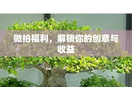 微拍福利，解锁你的创意与收益