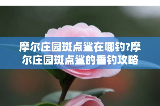 摩尔庄园斑点鲨在哪钓?摩尔庄园斑点鲨的垂钓攻略