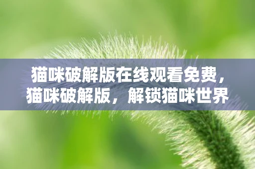 猫咪破解版在线观看免费，猫咪破解版，解锁猫咪世界的秘密