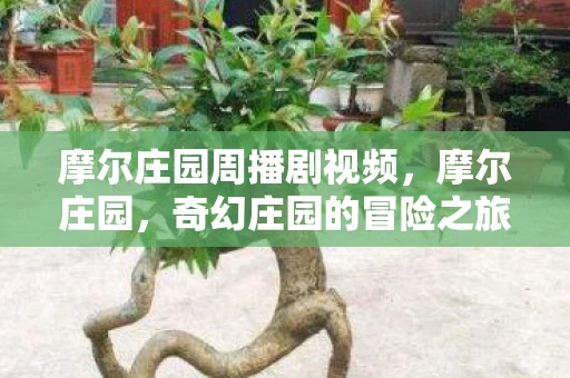 摩尔庄园周播剧视频，摩尔庄园，奇幻庄园的冒险之旅—周播剧全新资讯