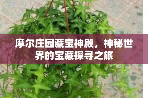 神秘世界的宝藏探寻之旅图片