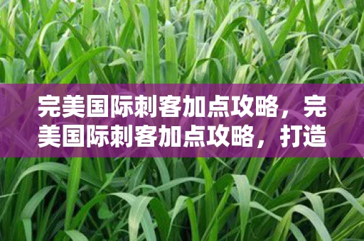 完美国际刺客加点攻略，完美国际刺客加点攻略，打造顶级刺客的秘诀