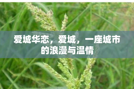 爱城华恋，爱城，一座城市的浪漫与温情
